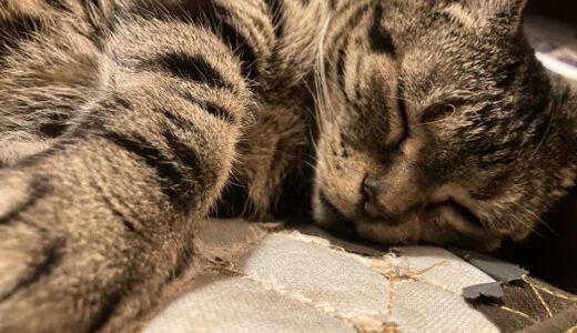 革雪雨猫